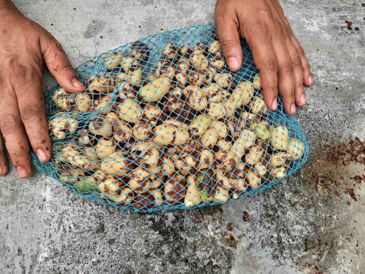 Cleaning Chinese Potato